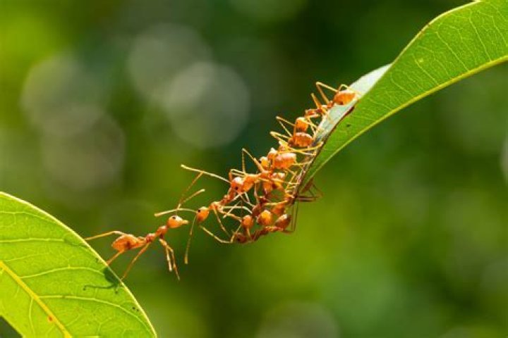 Are ants hard workers?