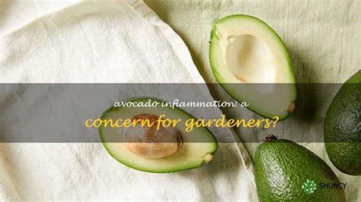 Are avocados inflammatory?