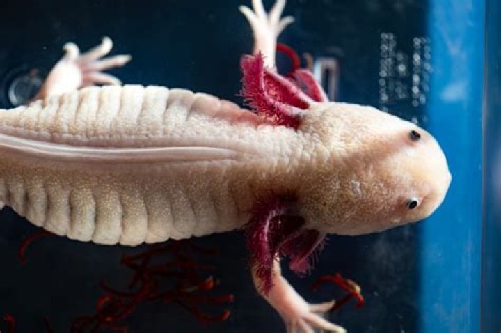 Are axolotls albino?
