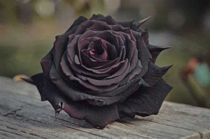 Are black roses rare?