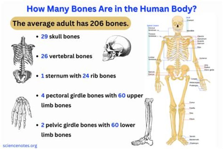 Are bones dead?