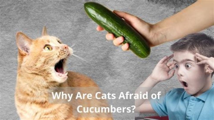 Are cats actually scared of cucumbers?