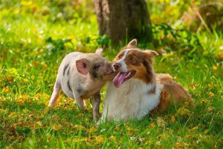 Are dogs smarter than puppies?