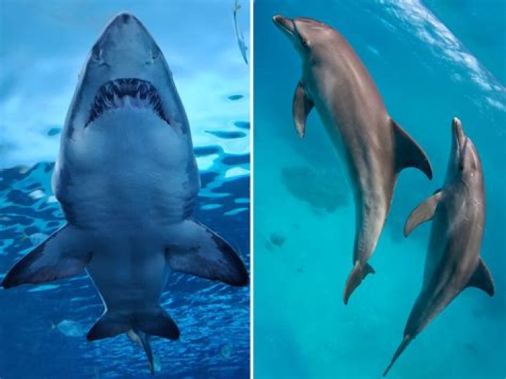 Are dolphins mean to sharks?