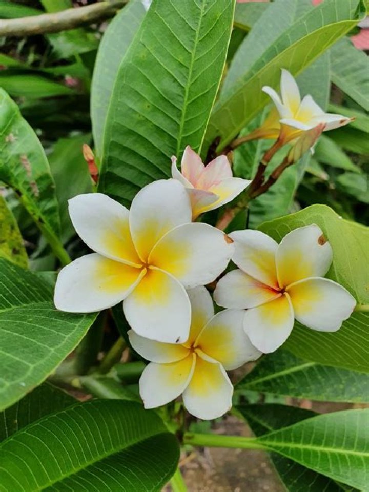 Are frangipanis poisonous?
