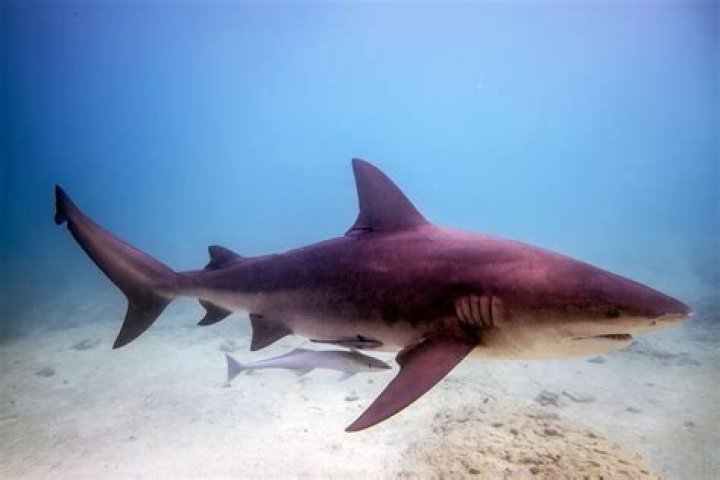 Are sharks kosher?