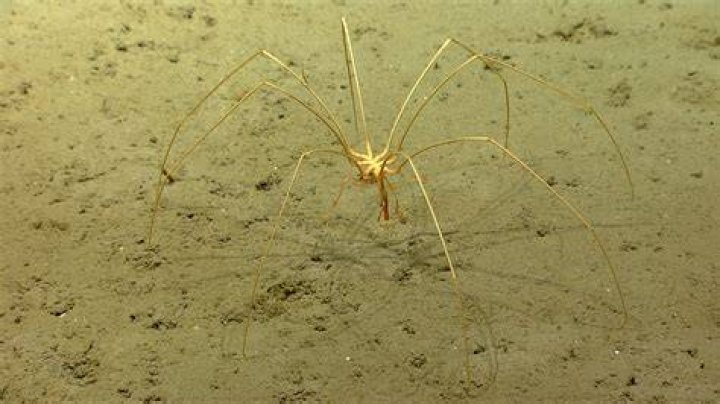 Are there spiders in Antarctica?