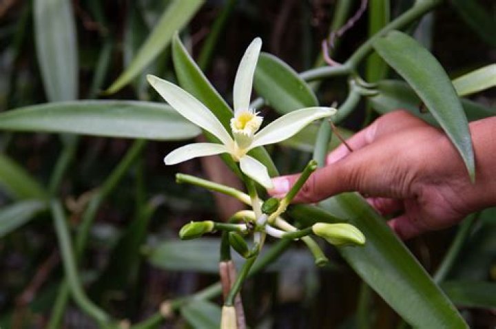 Are vanilla beans toxic?