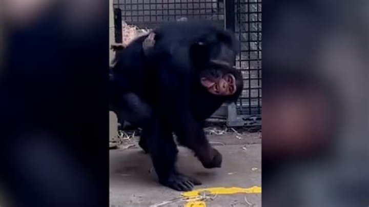 Can a chimp rip your arm off?