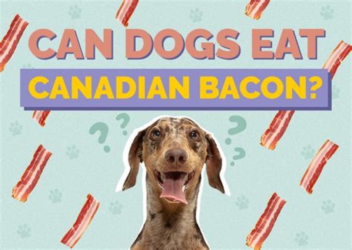 Can a dog eat bacon?