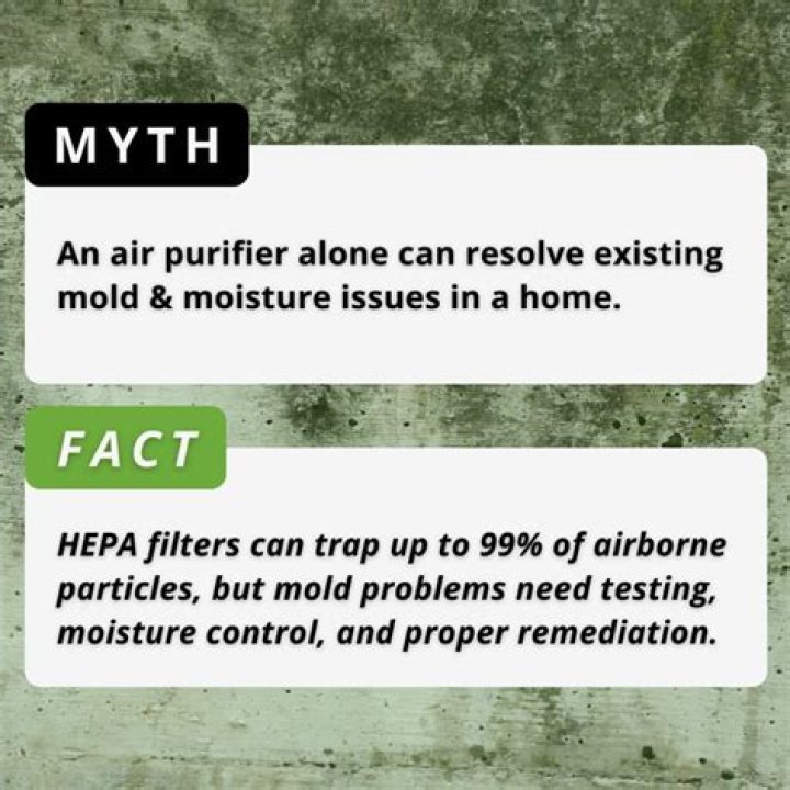 Can an air purifier help with mold?