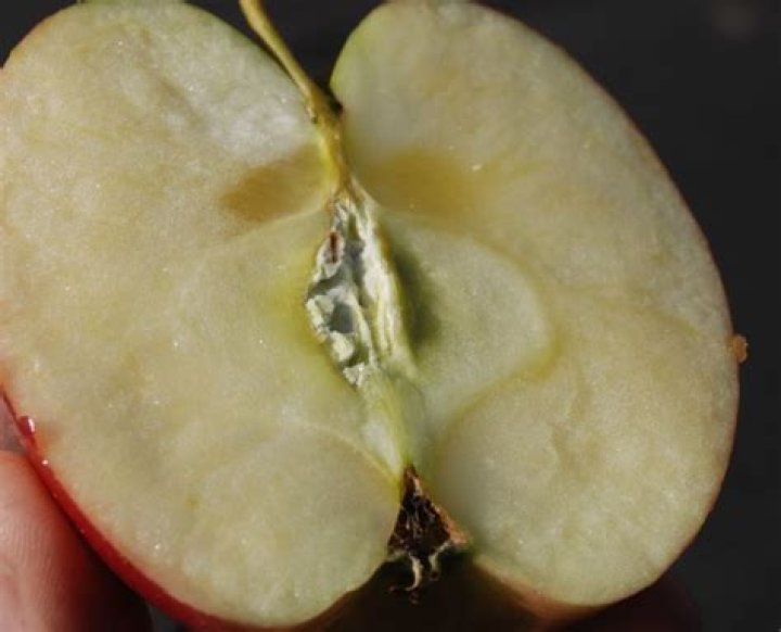 Can an apple mold from the inside?