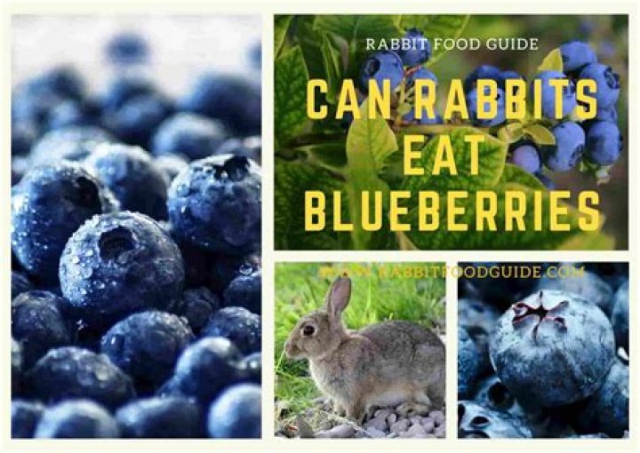 Can bunnies eat blueberries?