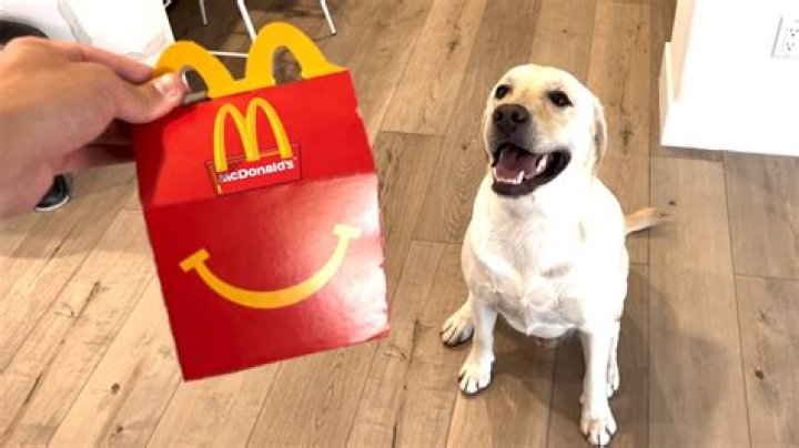 Can dog eat mcdonalds?