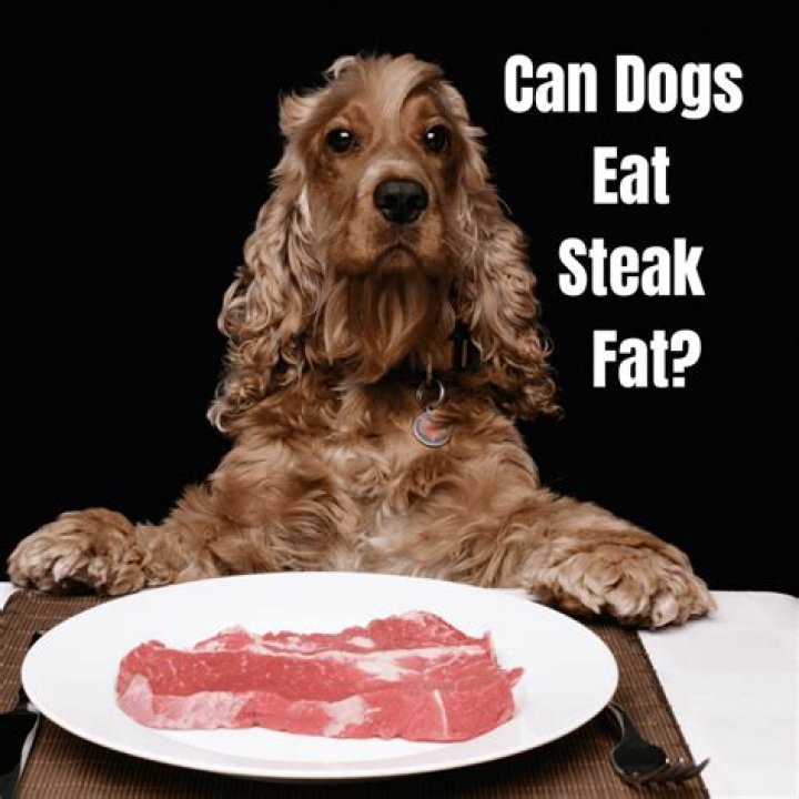 Can dogs eat steak?