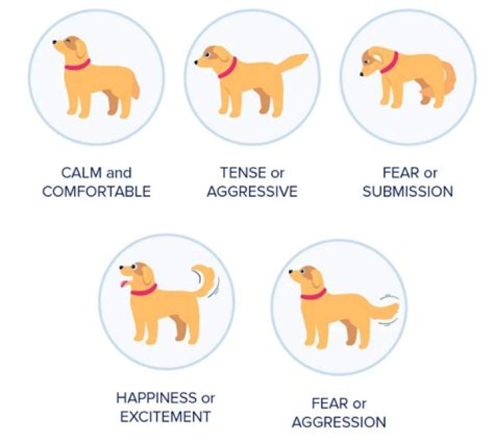 Can dogs sense a dying person?
