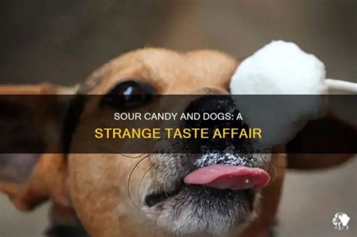 Can dogs taste sour?