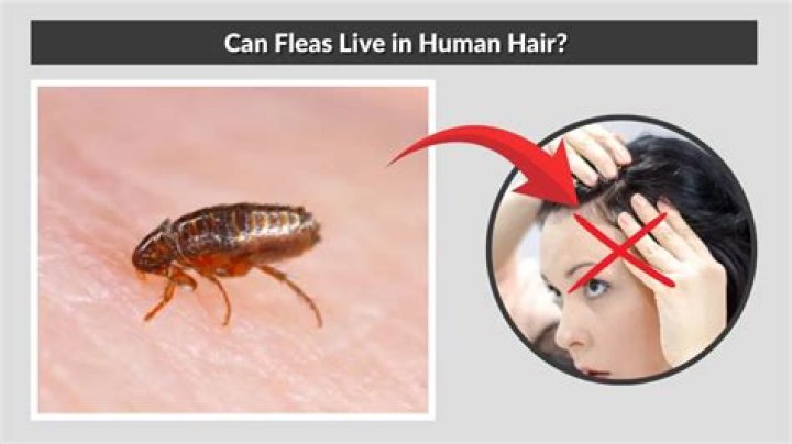 Can fleas live in human hair?