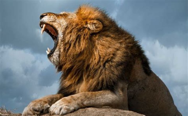 Can humans roar like lion?