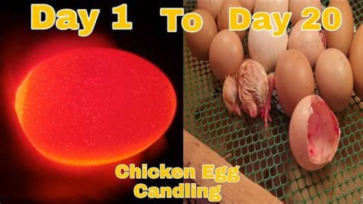 Can I eat 20 eggs a day?
