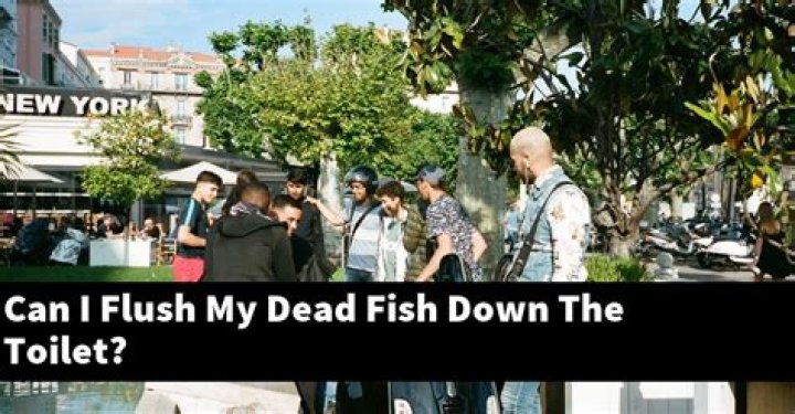 Can I flush my dead fish down the toilet?