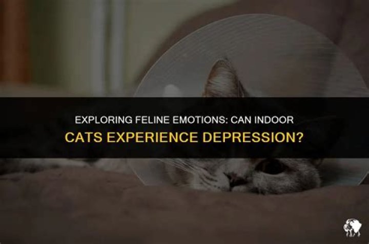 Can indoor cats get depressed?
