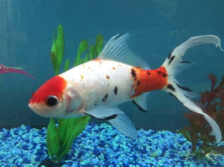 Can koi mate with goldfish?