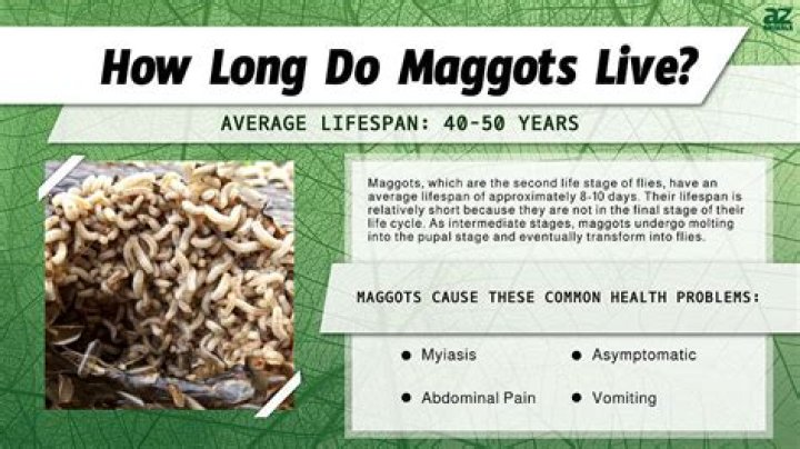Can maggots live in your stomach?