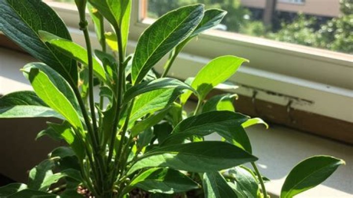 Can plants recognize their owners?