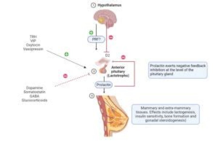 Can Prolactinomas grow back?