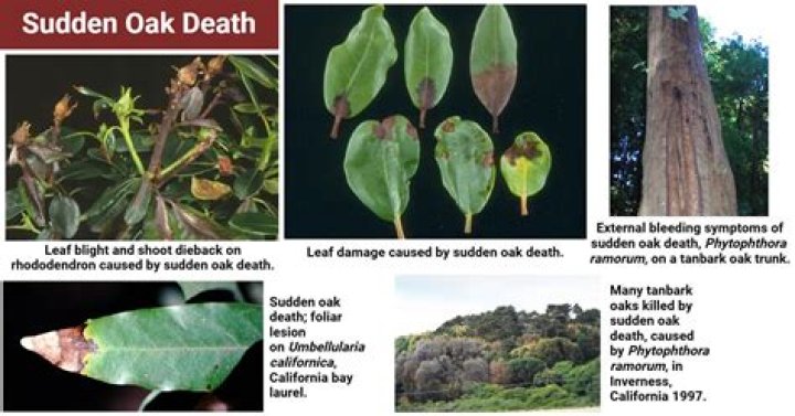 Can PVC cause sudden death?