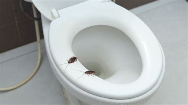 Can roaches come up through the toilet?