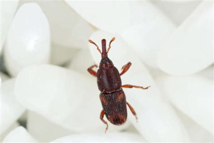 Can weevils penetrate plastic?