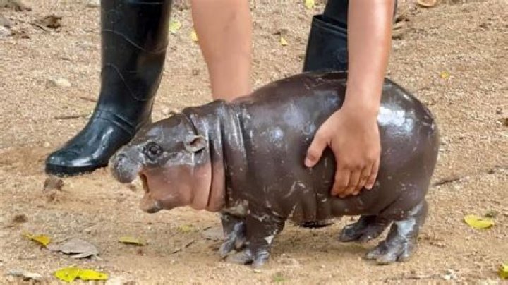 Can you eat a hippo?