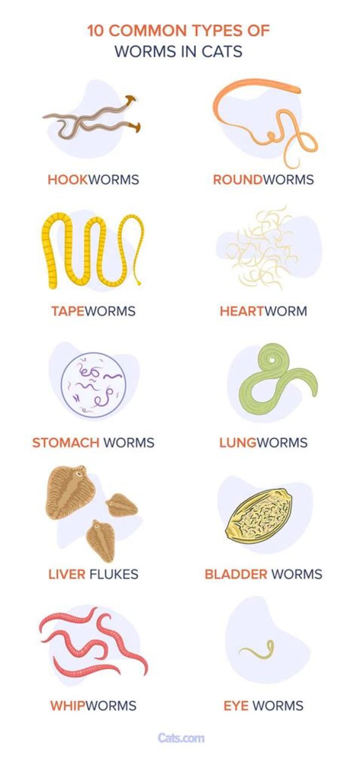 Can you get worms in urethra?