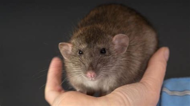 Can you grab a rat by the tail?