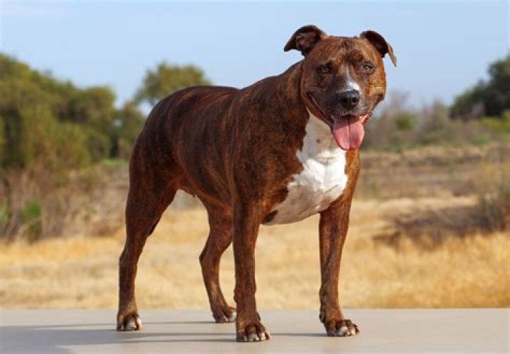 Can you own a pitbull in Hawaii?
