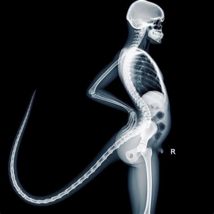 Did humans have a tail?