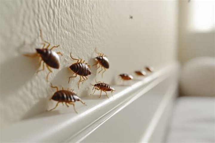 Do bed bugs crawl on walls during the day?