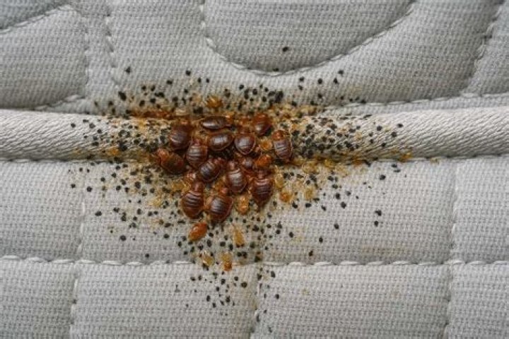 Do bed bugs go away after washing sheets?