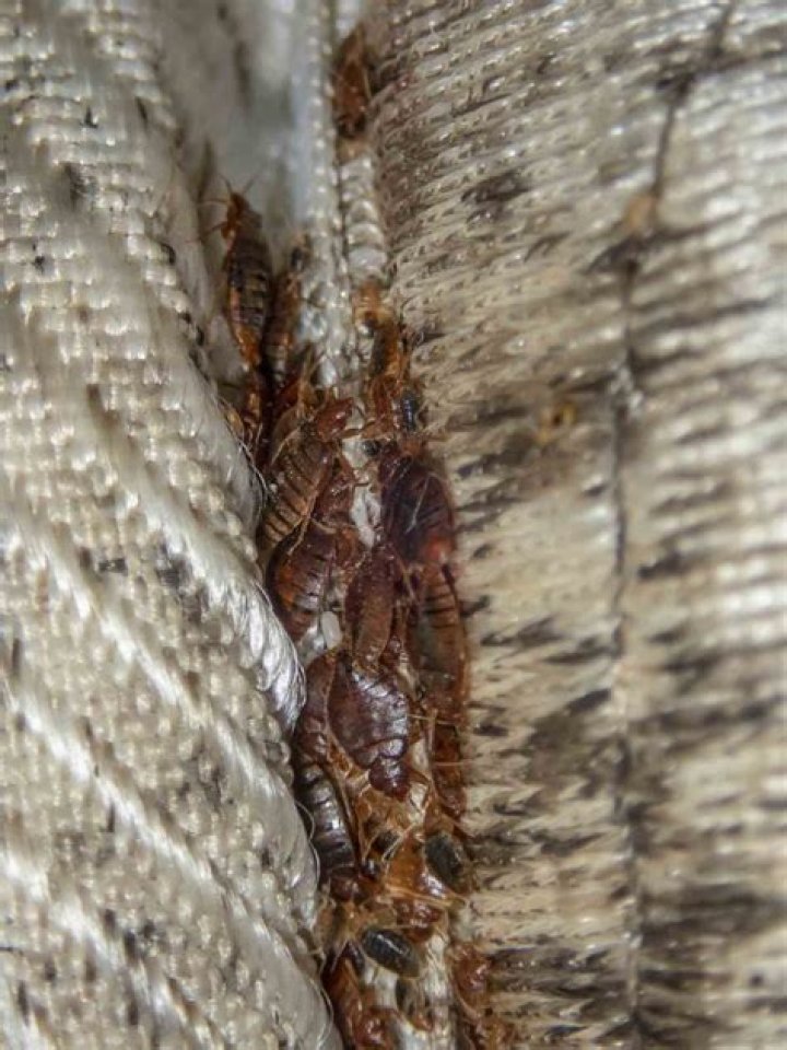 Do bed bugs infest the whole house?