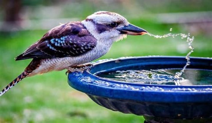 Do birds drink water?