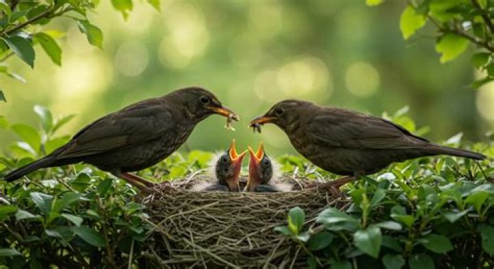 Do birds have milk?