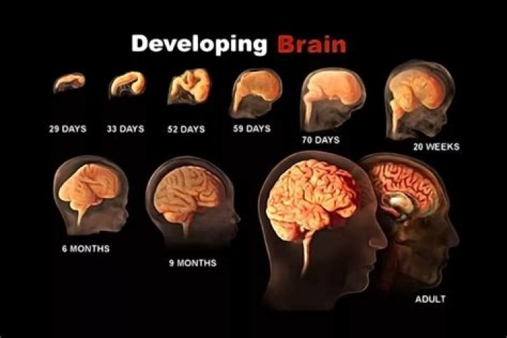 Do brain cells grow back?