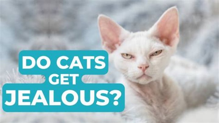 Do cats get jealous?