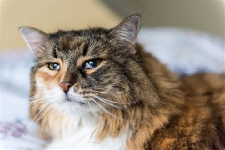 Do cats mourn humans?