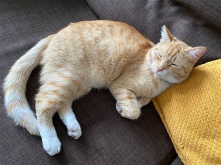 Do cats say sorry?
