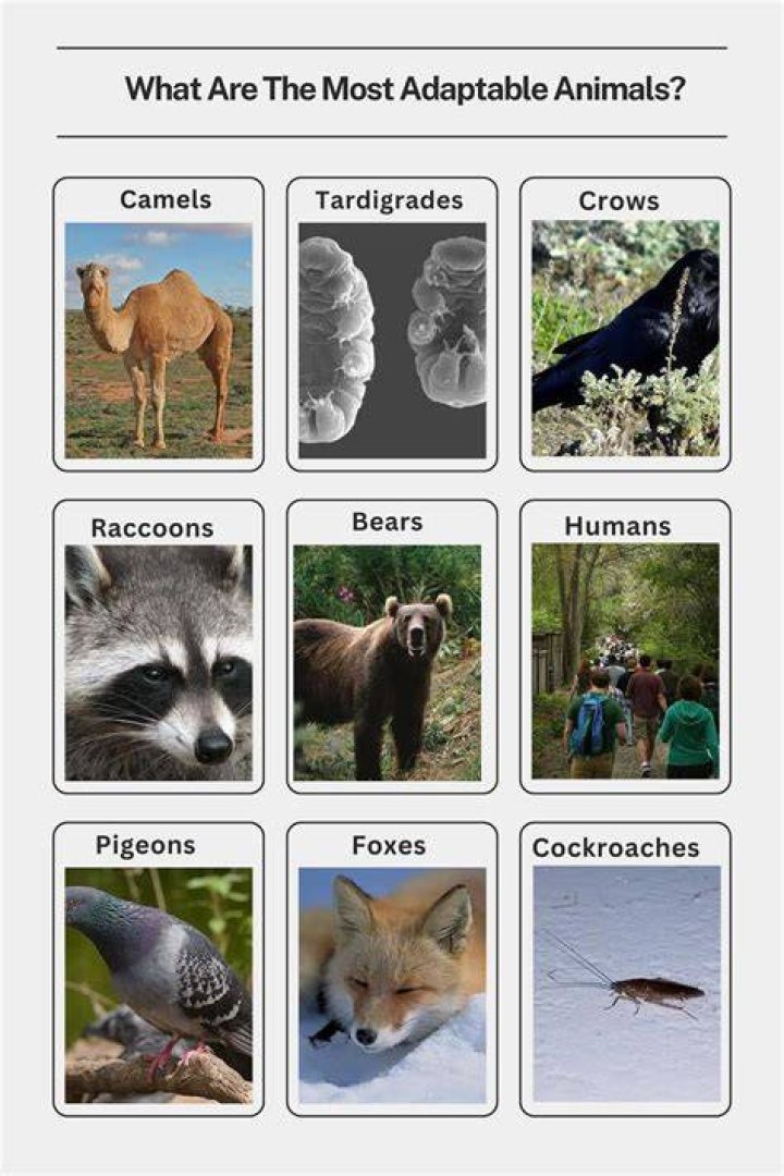Do cloned animals have the same personality?