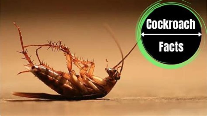Do cockroaches feel pain?