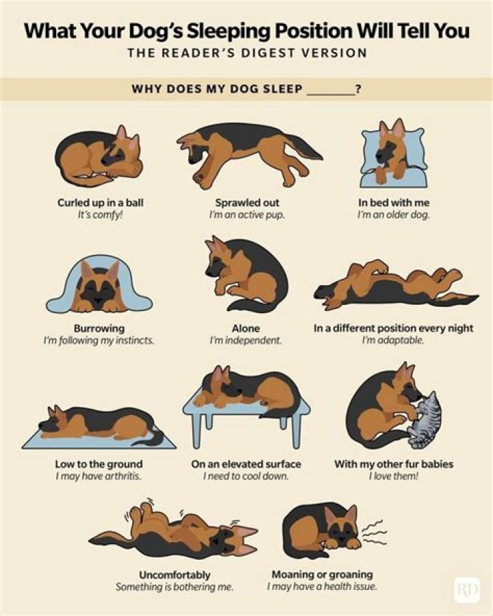 Do dogs bond when they sleep with you?
